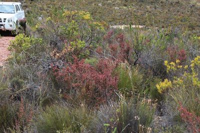 Erica selaginifolia, photographed by Tony Rebelo