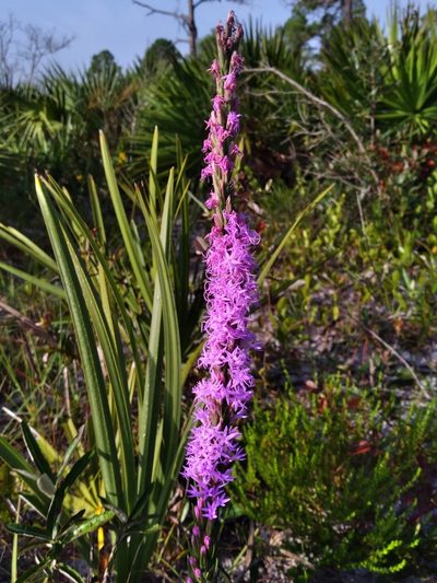 Liatris chapmanii, photographed by Scott Ward