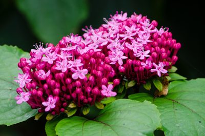 Clerodendrum bungei, photographed by David Ashcroft