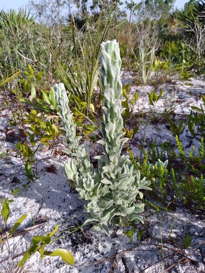 Chrysopsis highlandsensis, photographed by Scott Ward