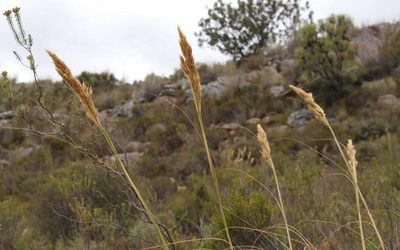 Capeochloa arundinacea, photographed by Tony Rebelo