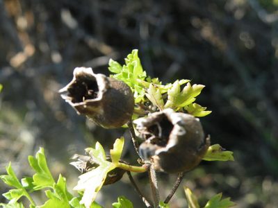 Buttonia superba, photographed by Antoinette Eyssell Knox