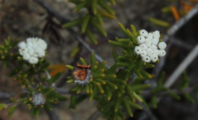 Phylica lucens, photographed by Tony Rebelo