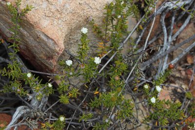 Phylica lucens, photographed by Tony Rebelo