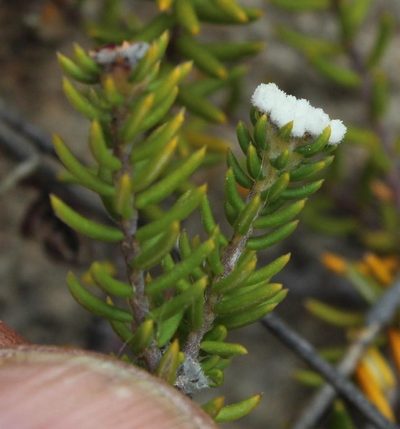 Phylica lucens, photographed by Tony Rebelo
