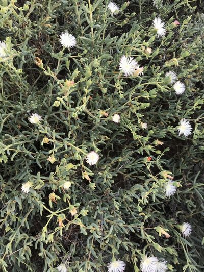 Mesembryanthemum noctiflorum, photographed by Sam McCarren