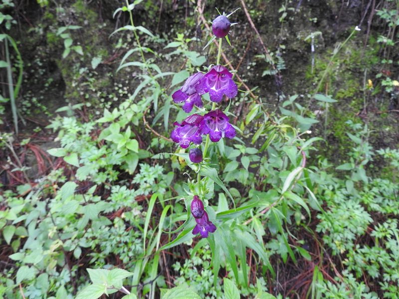 Penstemon campanulatus, photographed by Oscar Alejandro Morales Juárez