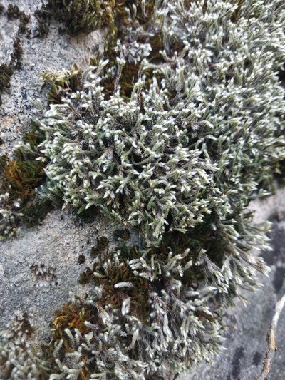 Hedwigia emodica, photographed by Tim Johnson