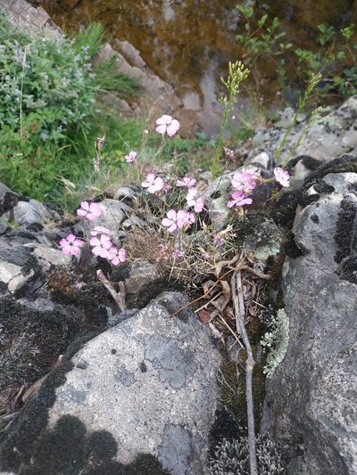 Dianthus graniticus, photographed by Tim Johnson