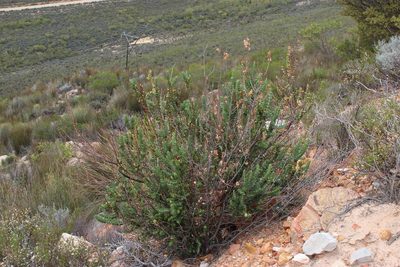 Cliffortia crenata, photographed by Tony Rebelo