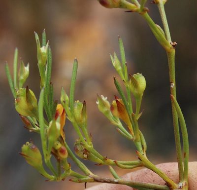 Centella thesioides, photographed by Tony Rebelo