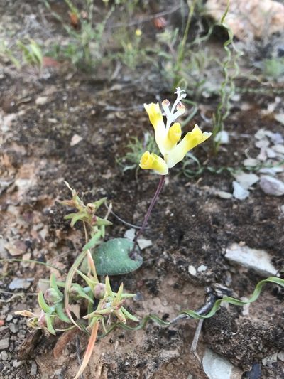 Lachenalia trichophylla, photographed by Sam McCarren