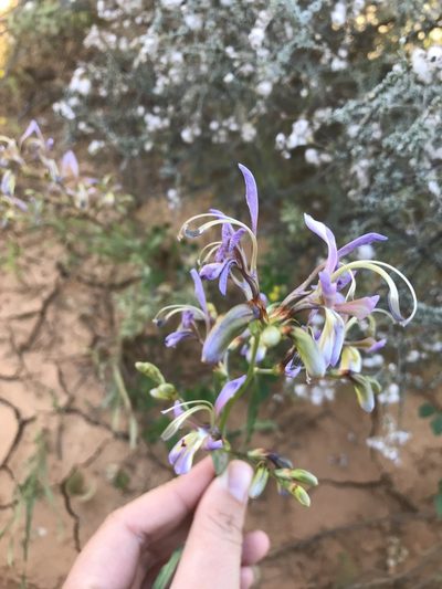 Babiana sinuata, photographed by Sam McCarren