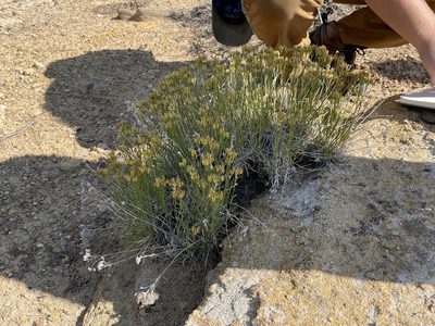 Petradoria pumila, photographed by Bobby McCabe