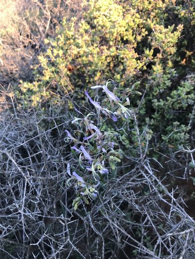 Babiana sinuata, photographed by Sam McCarren