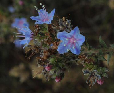 Lobostemon echioides, photographed by Tony Rebelo