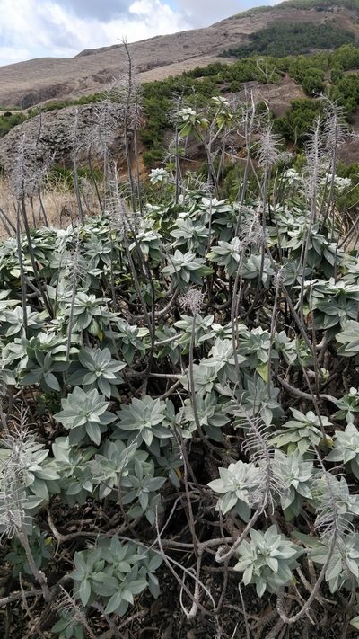 Echium portosanctense, photographed by Vítor Jorge