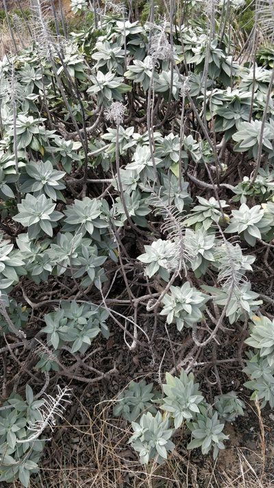 Echium portosanctense, photographed by Vítor Jorge