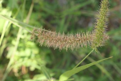 Setaria verticillata, photographed by Rafael Medina