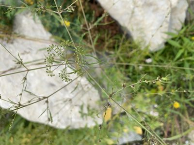 Cicuta bulbifera, photographed by Nic Tippery