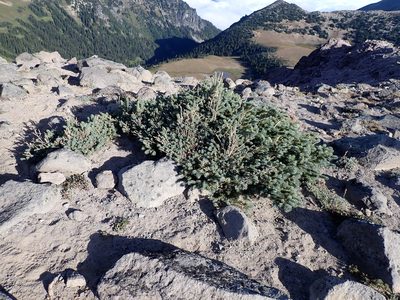 Picea engelmannii, photographed by John Brew