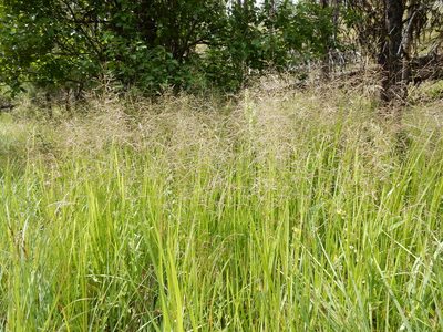 Glyceria grandis, photographed by Matt Lavin