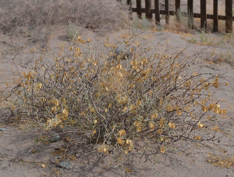 Zygophyllum xanthoxylum, photographed by Michael Meiring