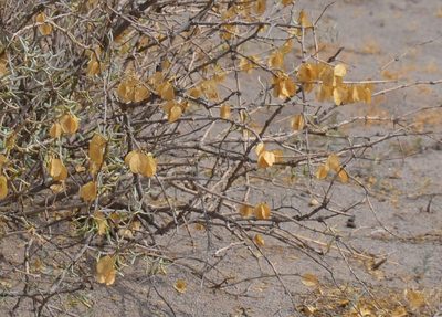 Zygophyllum xanthoxylum, photographed by Michael Meiring
