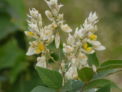 Paracalyx scariosus, photographed by Dinesh Valke
