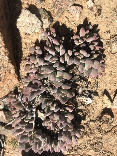 Crassula namaquensis, photographed by Sam McCarren