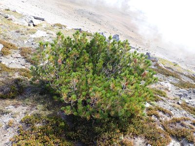 Pinus albicaulis, photographed by John Brew