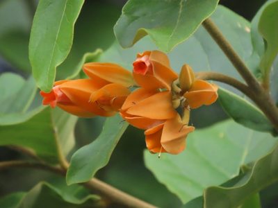 Juanulloa mexicana, photographed by Francisco Emilio Roldán Velasco