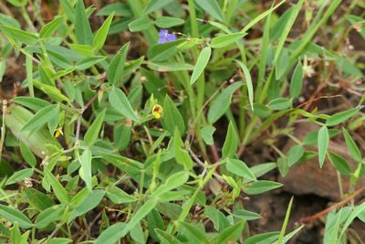 Zornia gibbosa, photographed by Dinesh Valke