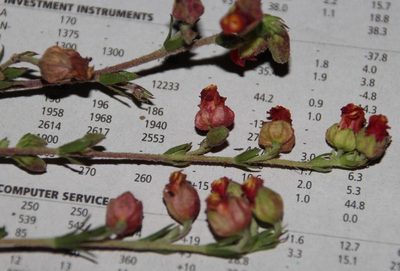 Hermannia flammea, photographed by Tony Rebelo
