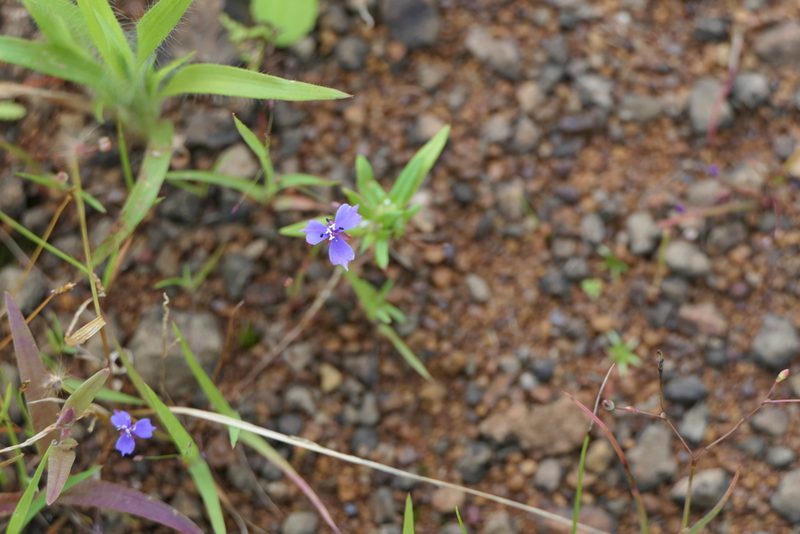 Murdannia semiteres, photographed by Dinesh Valke
