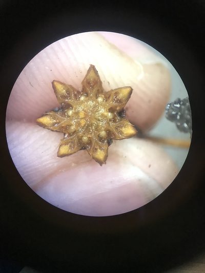 Schlechteranthus subglobosus, photographed by Sam McCarren