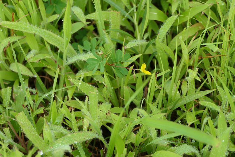 Smithia sensitiva, photographed by Dinesh Valke