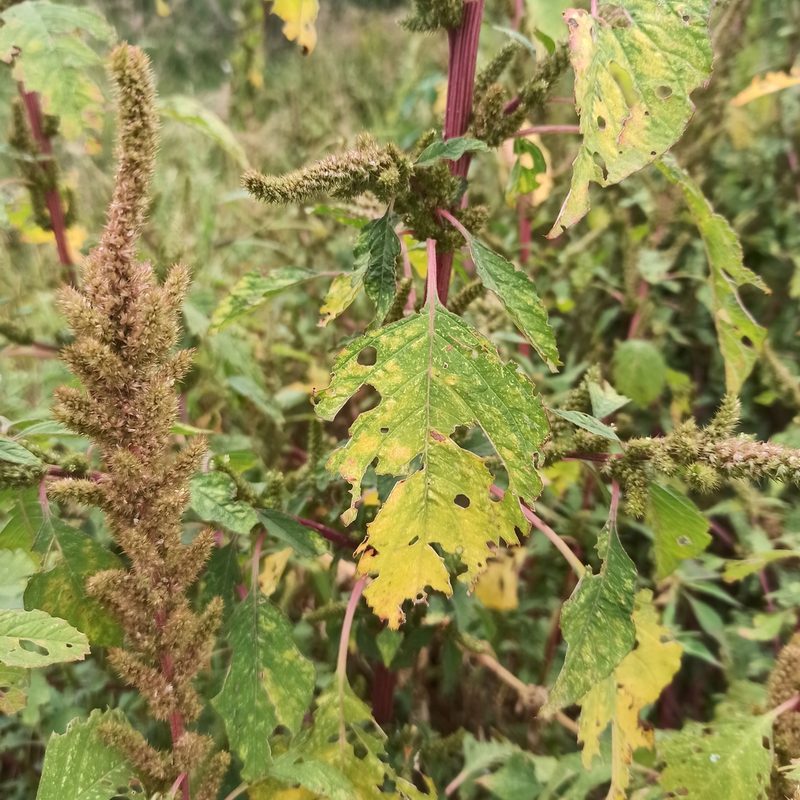 Amaranthus powellii, photographed by Juan Carlos Fonseca Mata