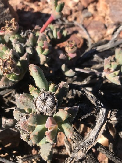 Cheiridopsis spiculata, photographed by Sam McCarren