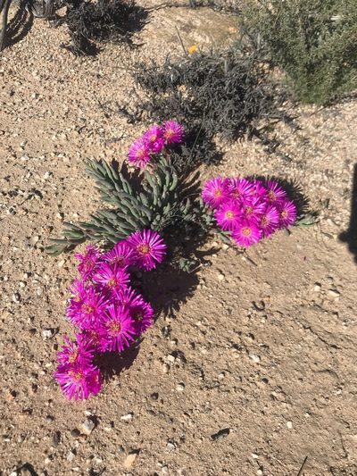 Ruschia goodiae, photographed by Sam McCarren
