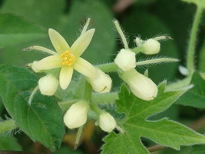 Gronovia scandens, photographed by Francisco Emilio Roldán Velasco