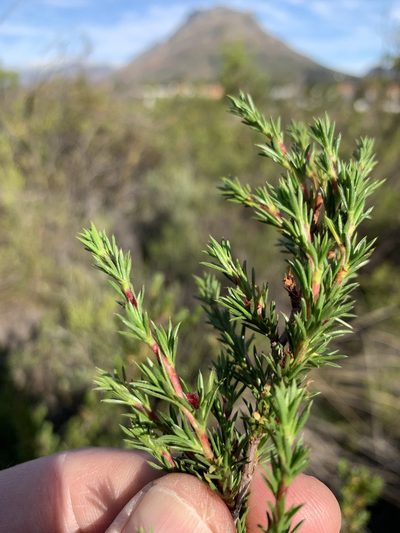 Cliffortia pterocarpa, photographed by Dave Richardson