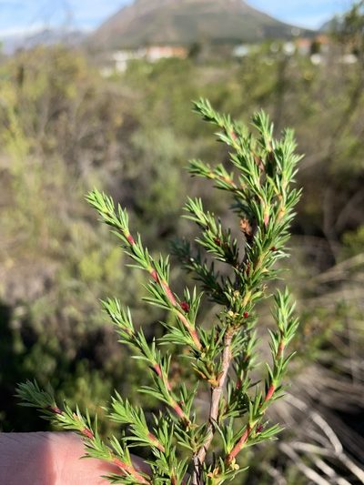 Cliffortia pterocarpa, photographed by Dave Richardson