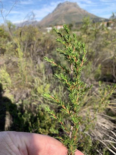 Cliffortia pterocarpa, photographed by Dave Richardson