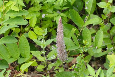 Uraria crinita, photographed by Agnes Trekker