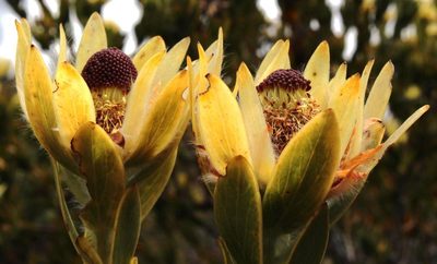 Leucadendron nervosum, photographed by Tony Rebelo