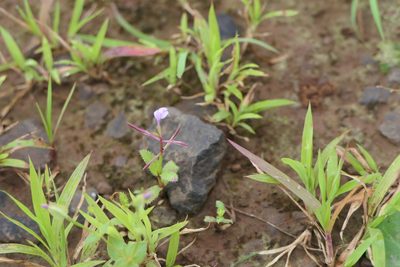 Bonnaya ciliata, photographed by Dinesh Valke
