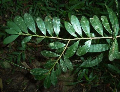 Erythroxylum emarginatum, photographed by M Kriek