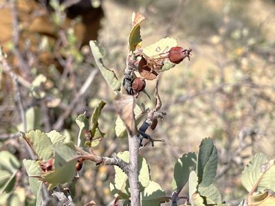 Amelanchier utahensis, photographed by Bobby McCabe