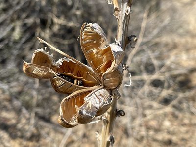 Yucca baileyi, photographed by Bobby McCabe